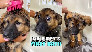 My Puppy’s First Bath [upl. by Hoffert]