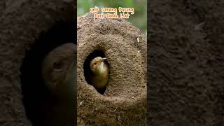 Sarang burung ovenbird unik dari tanah liat shorts caripedia yearofyou [upl. by Pillihp200]