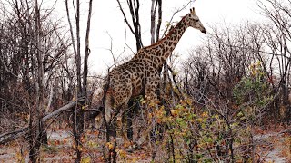 Many giraffes Giraffa camelopardalis encounters Okavango Delta Botswana [upl. by Annaohj530]