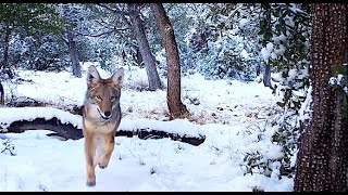 Trail Camera Wildlife Compilation Arizona [upl. by Borlow]