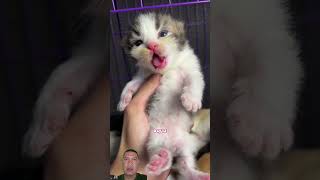 kitten born funny baby kitty anak kucing lucu cute kitten cat catmantoo funny shorts [upl. by Eibur]