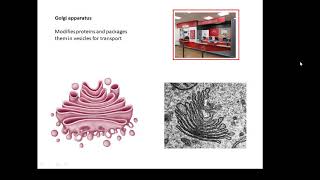 BTEC Applied Science Unit 1 Biology Cells [upl. by Pepita]