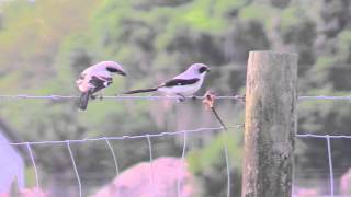 Loggerhead Shrikes [upl. by Hras]