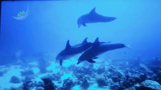 CBeebies Daydreams Little Daydreams 1 Peaceful Dolphins Beam [upl. by Nabal]