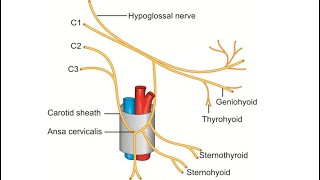 Ansa Cervicalis [upl. by Su]