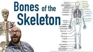 Bones of the Skeleton [upl. by Llehcam]