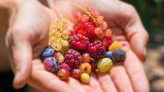 Harvesting 12 DIFFERENT kinds of BERRIES at ONCE from the GARDEN [upl. by Leftwich]