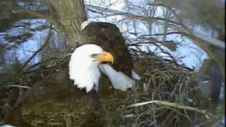 Magic moments 030210 Bald Eagle Cam Fish Hatchery Decorah IA Luther College [upl. by Metsky113]