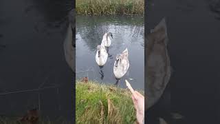 Cygnets make funny noise [upl. by Anaihr366]