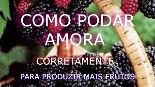 Como Podar Amora Preta de forma Correta E AUMENTAR a PRODUÇÃO de frutos [upl. by Erroll]