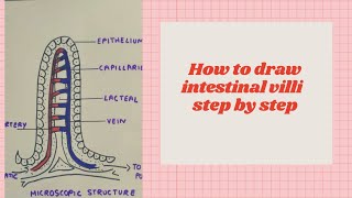 How to draw intestinal villi diagram labelled diagram of intestinal villi easily step by step [upl. by Paulsen]