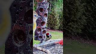 Here is the Yellow Belly of the Yellowbellied Sapsucker birds woodpecker shorts [upl. by Ariak173]