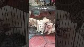 pomeranian Spitz puppy for sale Kerala transpotation available pom puppies for salekerala cheap [upl. by Reh]