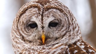 Barred Owl Calls  Barred Owl Sound Effects  Owl Singing  Owl Sounds at Night  No Music [upl. by Baggs102]