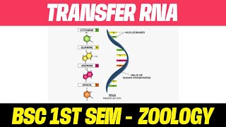 Transfer DNA Notes in Hindi  BSC 1 SEMESTER  ZOOLOGY  R Study Adda UP [upl. by Nehgam]