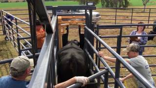 Wrangler Portable Corral with Headgate Attachment [upl. by Conner613]