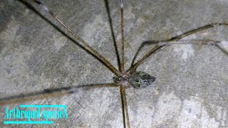 Arachnida Species  Tailed Cellar Spiders Crossopriza lyoni  Try playing dead but [upl. by Notsle]