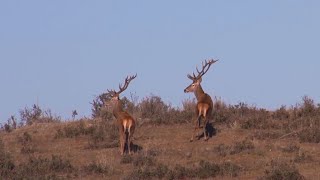 Monteando a los venados de Zabala ¡VÍDEO COMPLETO [upl. by Boff528]