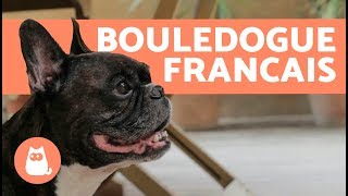 Prendre Soin d’un bouledogue francais [upl. by Woody]