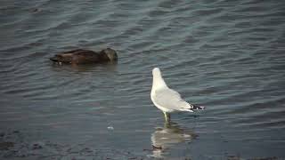 Ring billed Gull walking [upl. by Auohc331]