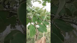 Tella Jeedi Ginjalu Ghettu Full Testing Seeds7028628971shortsfeedshortvideoshortvideo fruitsho [upl. by Hughes]