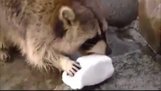 Racoon Gets Sad when His Cotton Candy Dissolves in Water [upl. by Capps]