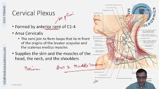 Cervical Plexus [upl. by Ayanahs]