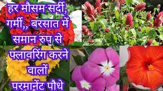 All Sessions Flowering plants हर मौसम गर्मीसर्दी बरसात साल के 12 महीने फूल देने वाले पौधे [upl. by Nylrehs985]