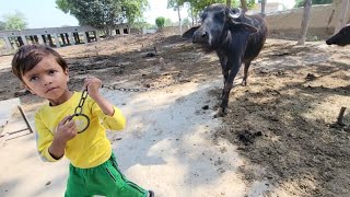 Buffalo feeding time  Chacha Bhatija [upl. by Cofsky]