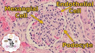 Kidney Histology  The Glomerulus  Another One Bites the Tuft [upl. by Turtle412]