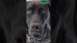 Problem Solved Pointer Dog Facts in 30 Seconds 🐶 [upl. by Sasnett]