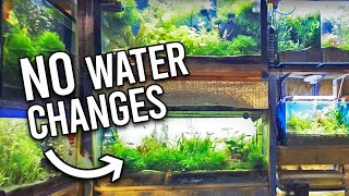 Natural ﻿Tropical Fish Store Reveals Secrets to NO Water Changes [upl. by Groark]