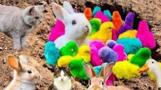 World Cute ChicksCute Chicken VideoCute BirdsColorful ChickensCute CatRatDuckAltaf Pets Vlog [upl. by Nary730]