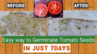 How to germinate Tomato seeds in paper towel [upl. by Elacsap386]