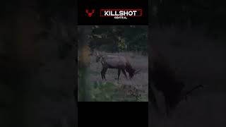 Colorado archery Elk  Archery Elk Hunting Video Killshot huntingvideo killshot [upl. by Enneire]