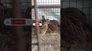 Kadai🐦 parthu irrukoam endru Solravanga like And subscribe panuga friendsytshortsfeedshortsviral [upl. by Gerbold]