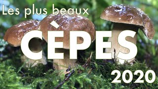 Cèpes  les plus beaux de 2020 [upl. by Nereids]