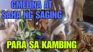 Gmelina at saha ng saging para sa mga goaty happyfarming goatfarming [upl. by Elatia289]