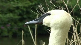 Trumpeter Swan Trumpeting and Honking Video amp Sounds  Trumpet of The Swan [upl. by Eiramlirpa]