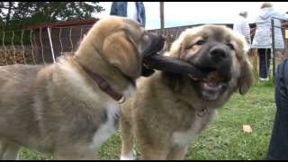 Von Wölfen und Lämmern  das Herdenschutzhundzentrum Reetzerhütten [upl. by Free]