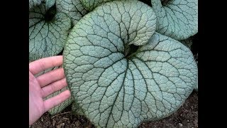 Best Perennials  Brunnera macrophylla Sterling Silver Siberian Bugloss [upl. by Hacker]