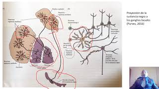 Ganglios basales  Parte 35 Estructura y funciones GB [upl. by Aryan]