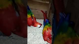 Macaw Parrot Breeding Scarlet Macaw Parrot😍🥰❤️ parrot birds macaw breeding parrotbreeding [upl. by Chatwin233]