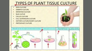 Tissue culture in hindi [upl. by Tterej]