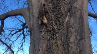 Hadzabe Climb Baobob Tree to Get Water [upl. by Nyletac]