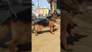 Aggressive gsd shorts shortvideo germanshepherd gsdlovers protectivedog gsdtraining guarddog [upl. by Brandie]