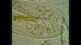 Paramecium Conjugation [upl. by Basso827]