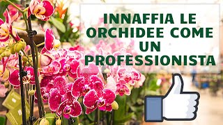 ANNAFFIA LE ORCHIDEE COME UN PROFESSIONISTA [upl. by Selhorst]