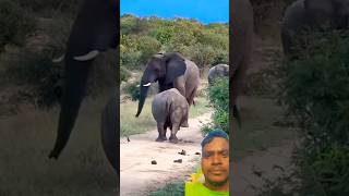 Rhino 🦏 vs elephant 🐘।wild। animals short [upl. by Shantha]