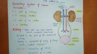 Excretion  Class 10  Chapter  6  Life Processes  Biology [upl. by Bette775]